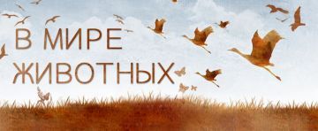 В мире животных.